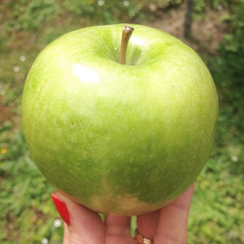 DÉMAQUILLANT NETTOYANT - Pomme multi-active